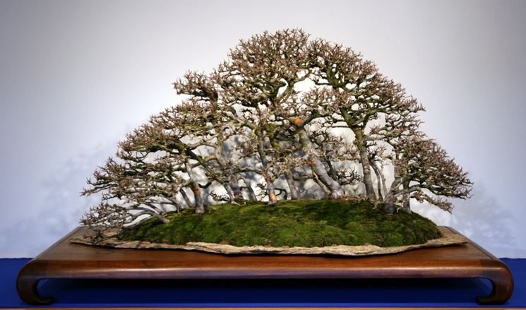 Bonsai olmo habitat