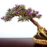 Bonsai sempreverde