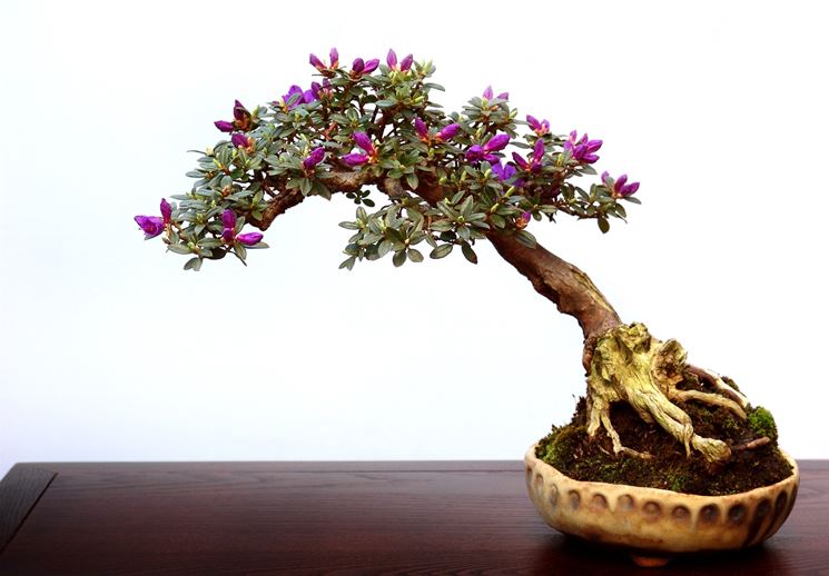 Bonsai sempreverde