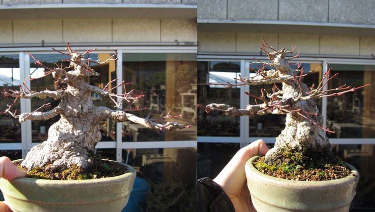 Bonsai senza foglie