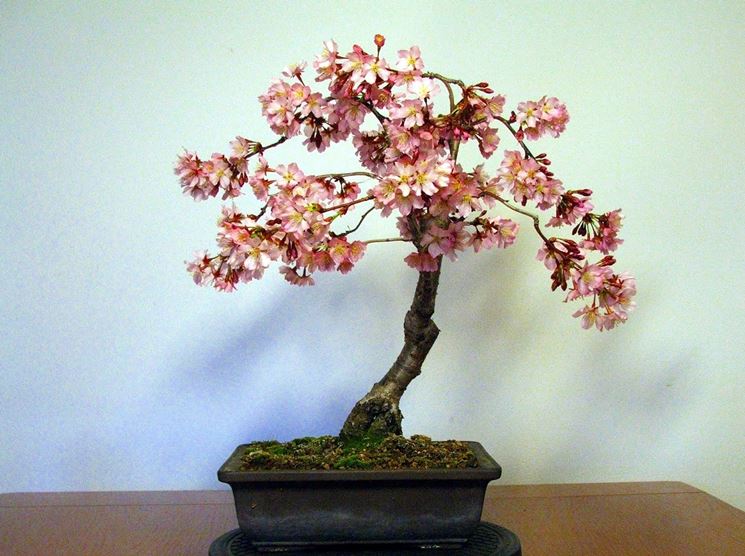 bonsai pesco