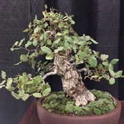 Bonsai quercia