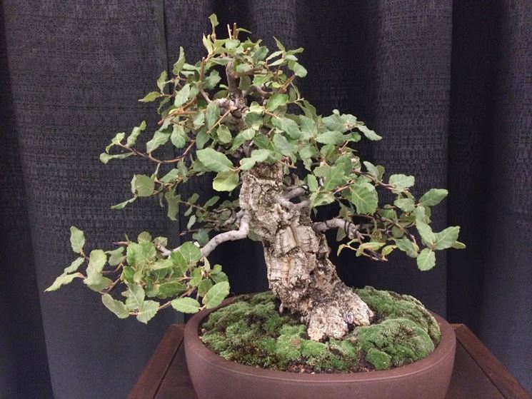 Bonsai quercia