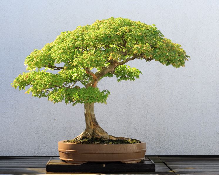 Pianta bonsai