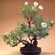 Bonsai rose