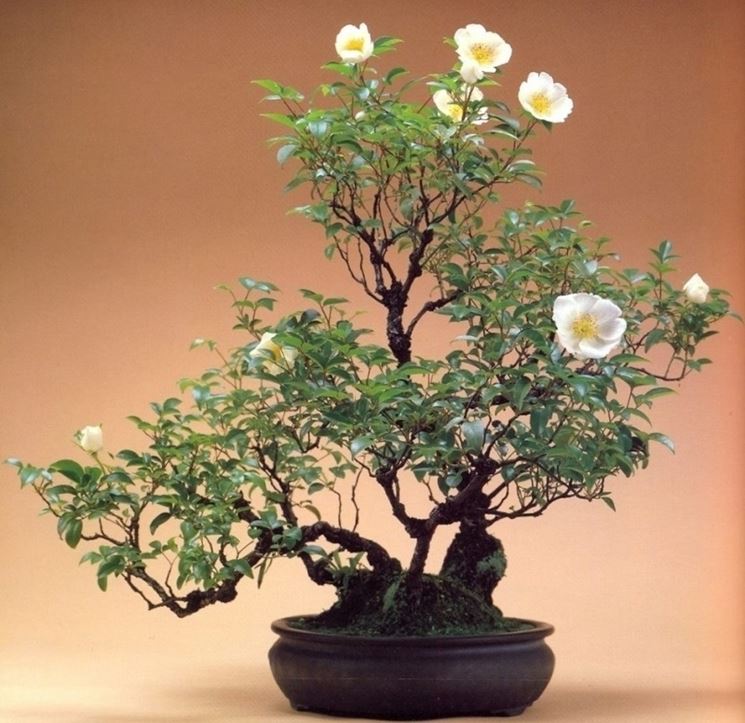 Bonsai rose