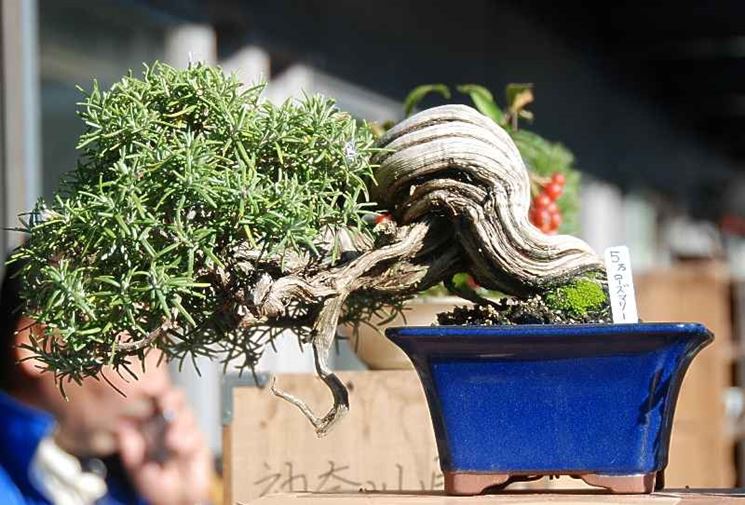 Bonsai Rosmarino Curare Bonsai