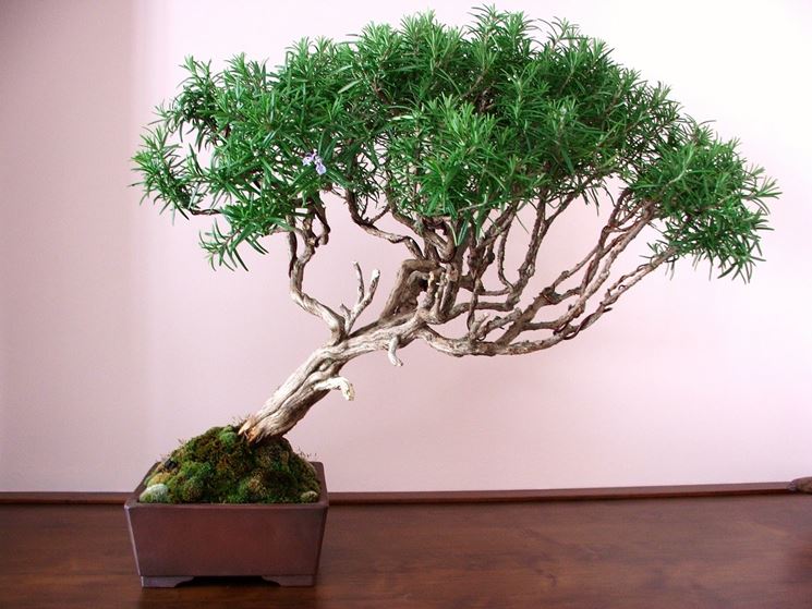 Bonsai di rosmarino perfetto