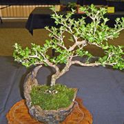 Il Bonsai serissa