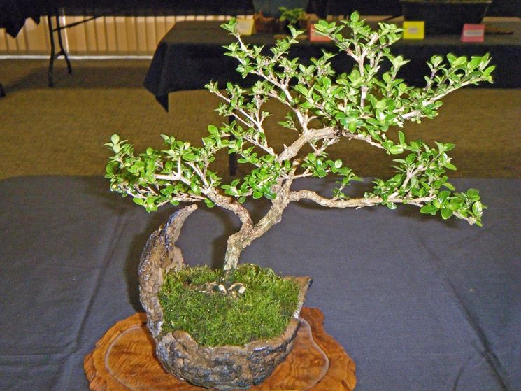 Il Bonsai serissa