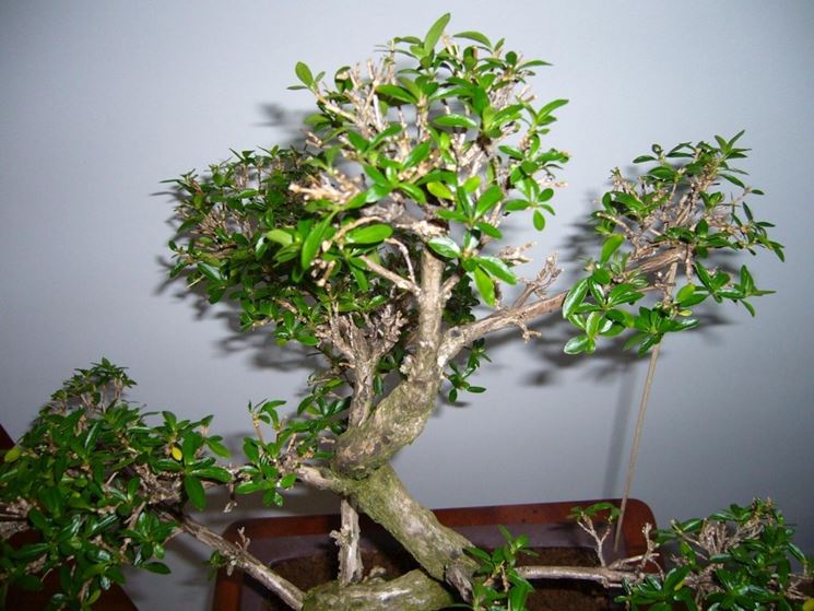 Il Bonsai serissa nell'abitazione