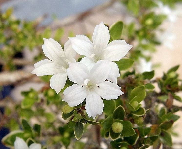 Il Bonsai serissa in fiore