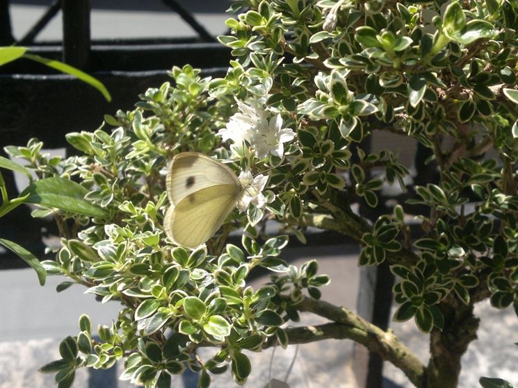 Bonsai serissa