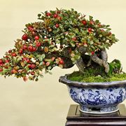 Bonsai cotoneaster