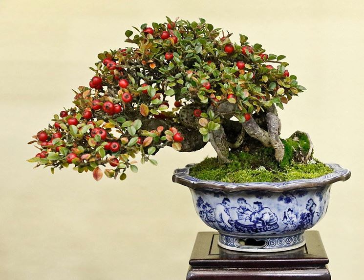 Bonsai cotoneaster