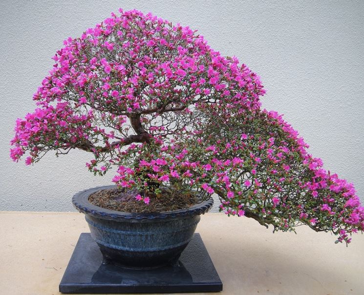 Azalea pianta bonsai