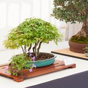 Piante bonsai