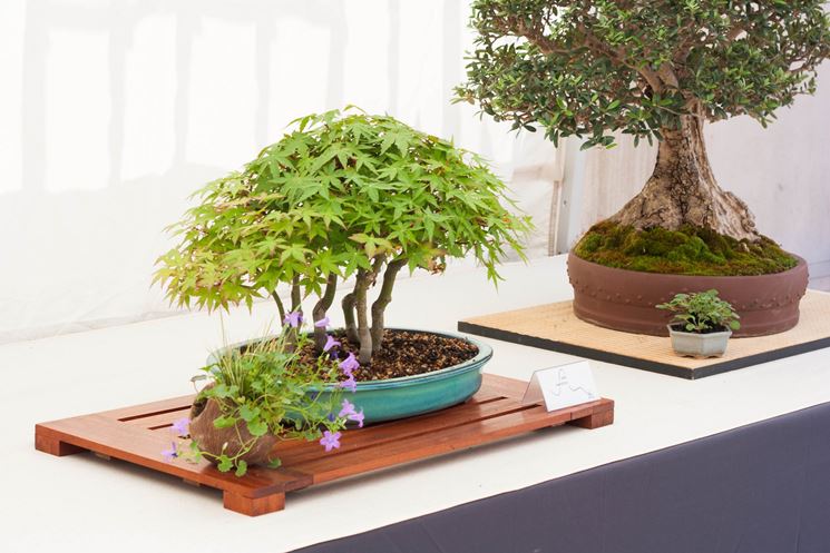 Piante bonsai