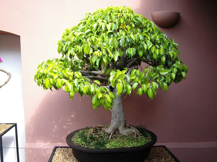 Pianta ficus bonsai