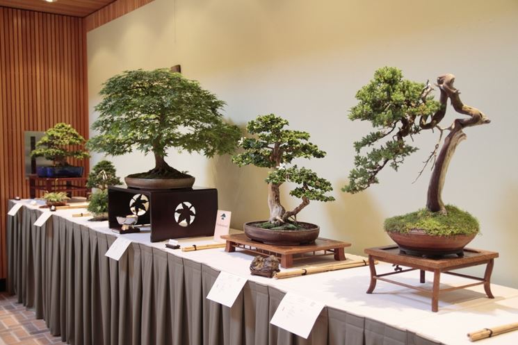 Esposizione bonsai