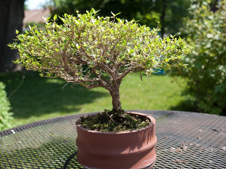 Bonsai ambiente