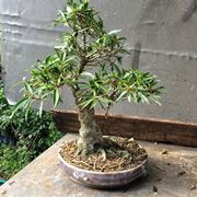 Pianta di Ficus bonsai