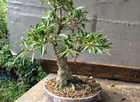 Ficus bonsai