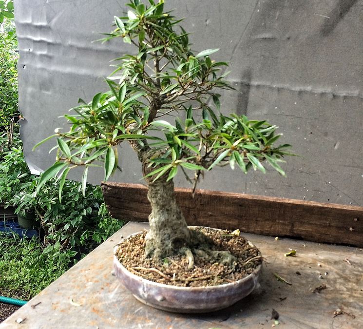 Pianta di Ficus bonsai