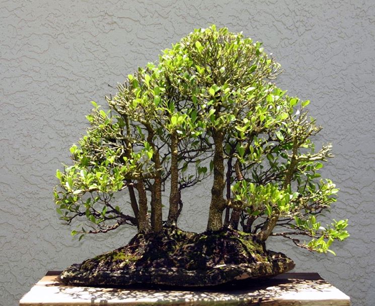 Ficus bonsai con chioma potata