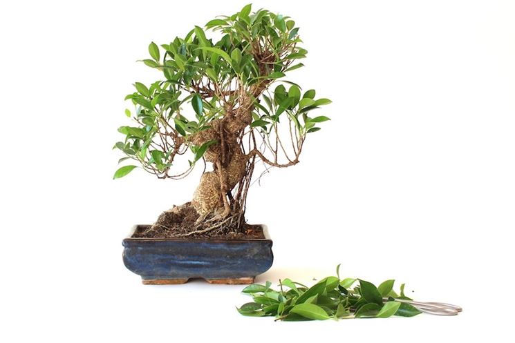 Foglie bonsai