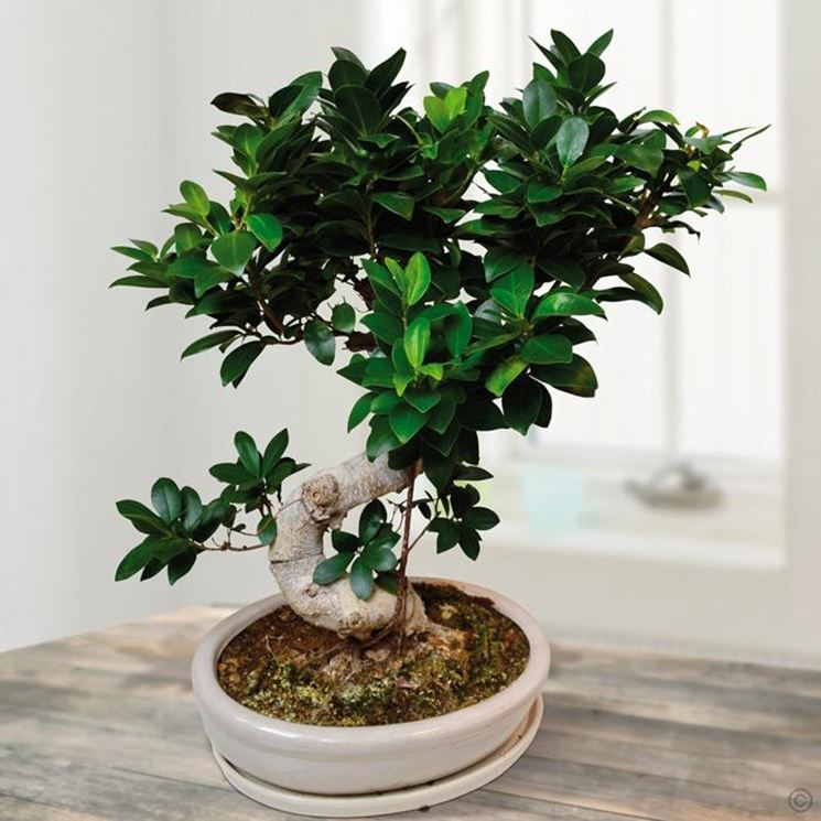 Foglie di Ficus retusa