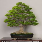 bonsai cura