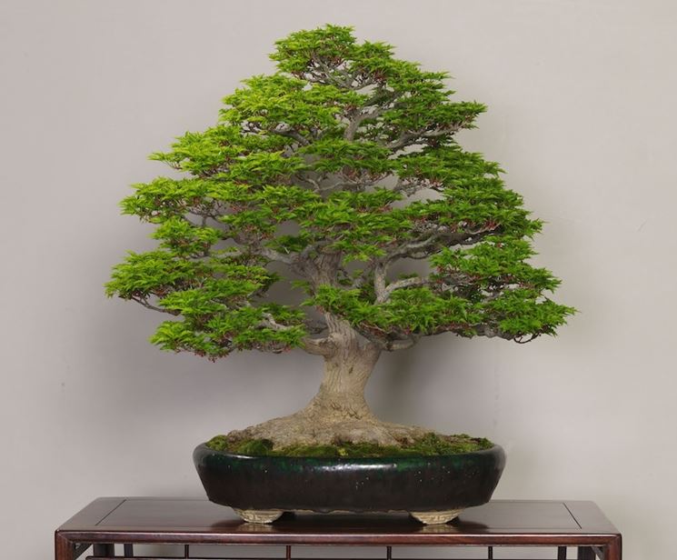 bonsai cura