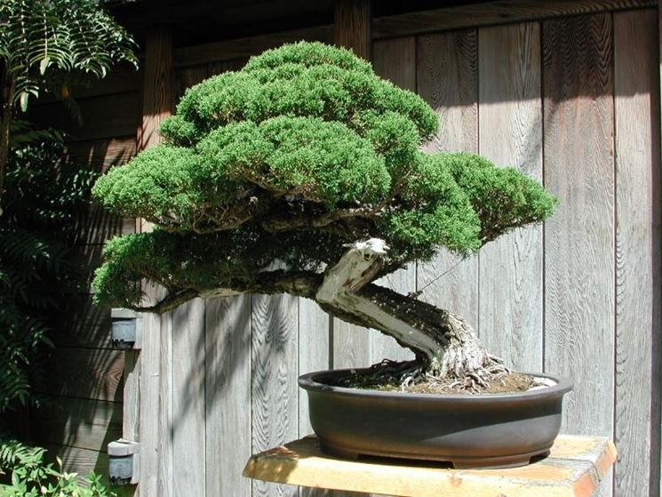 curare malattie bonsai