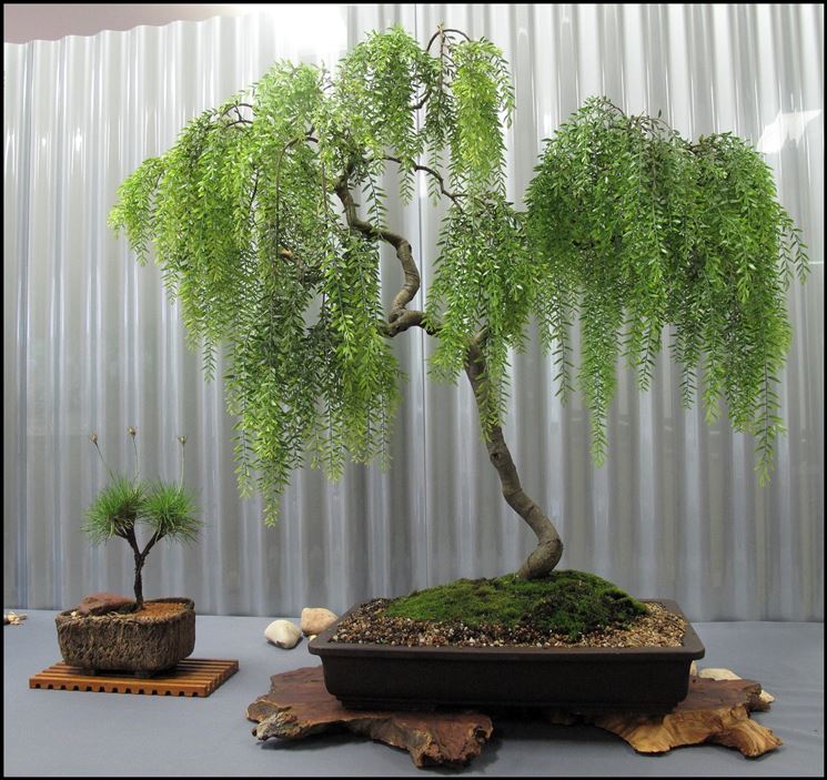 Stile bonsai - Curare bonsai - Tipologie bonsai