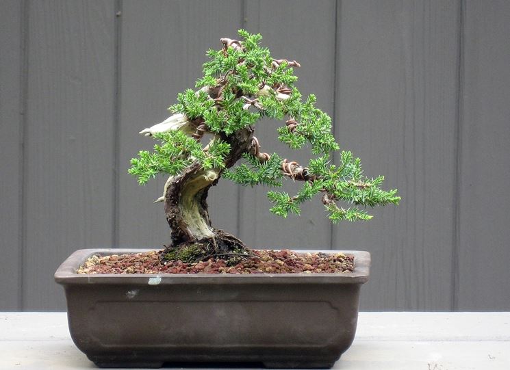 vaso con bonsai