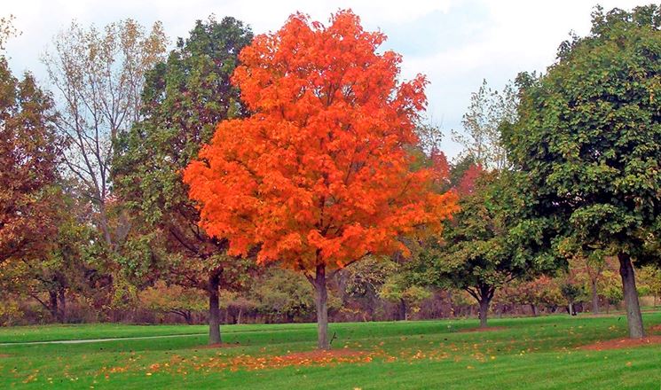 Alberi A Crescita Rapida Gli Alberi Tipologia Crescita Albero