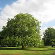 esempio di albero a foglie caduche