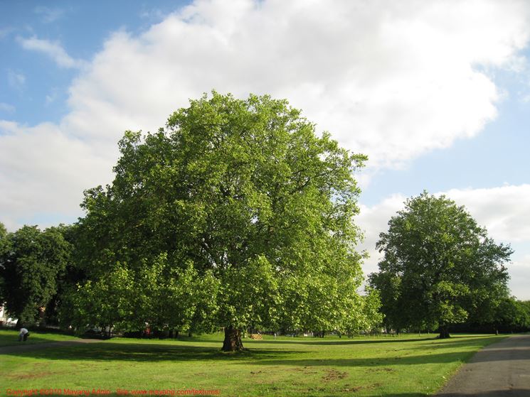 esempio di albero a foglie caduche