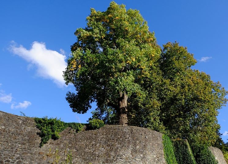 albero a foglie caduche