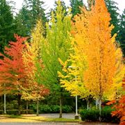 Alberi caducifoglie in autunno