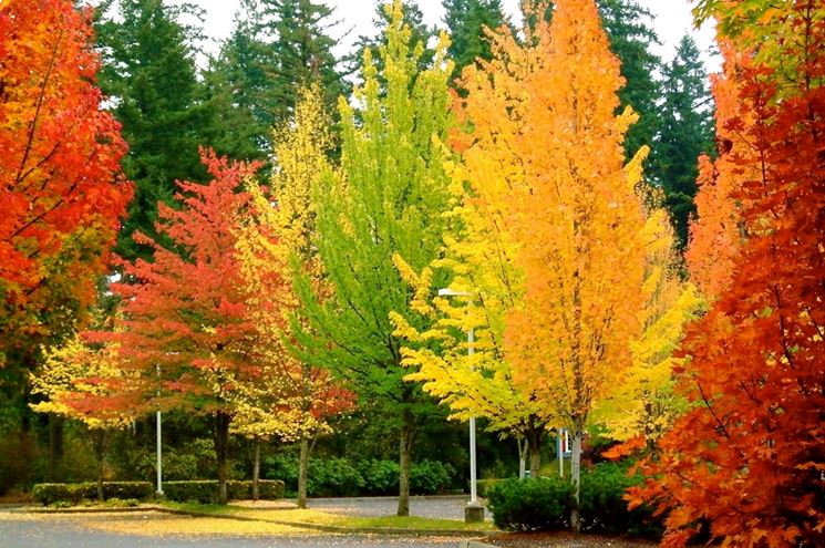 Alberi caducifoglie in autunno