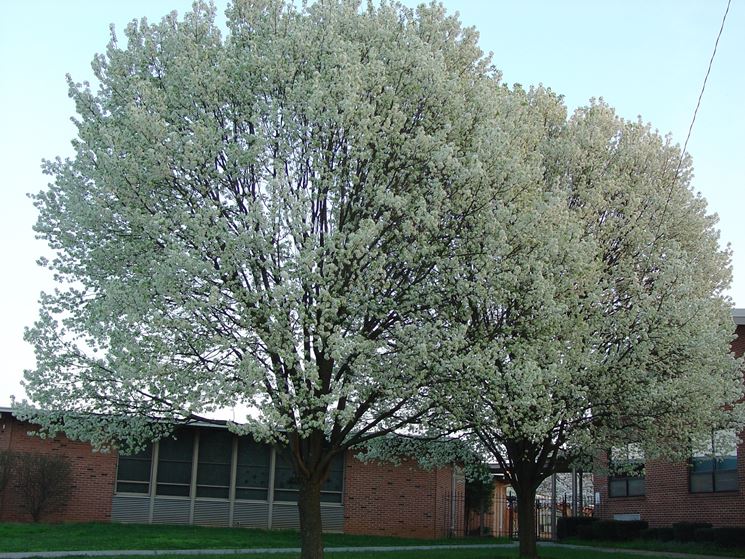 Esemplare fiorito di Pyrus calleryana