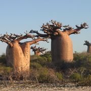 Alberi di baobab