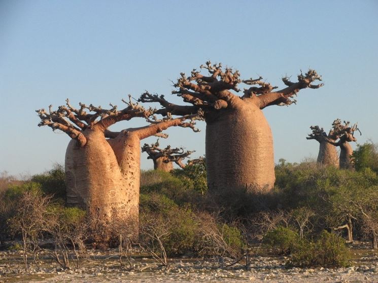 Alberi di baobab