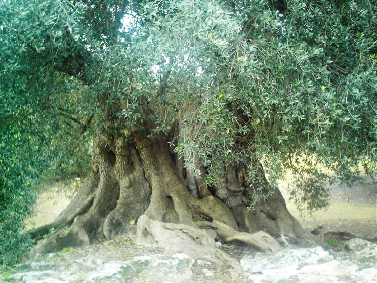 Pianta di olivo gigante