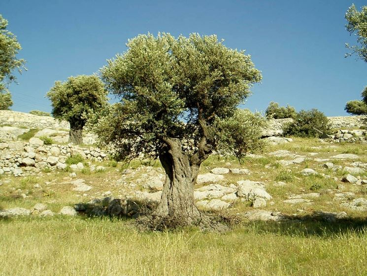 Olivo tipico della flora italiana