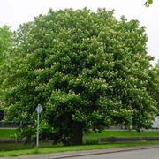 Albero castagno