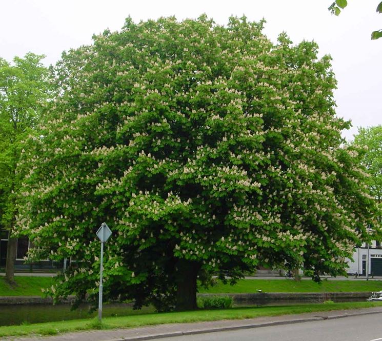 Albero castagno