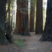 Sequoie